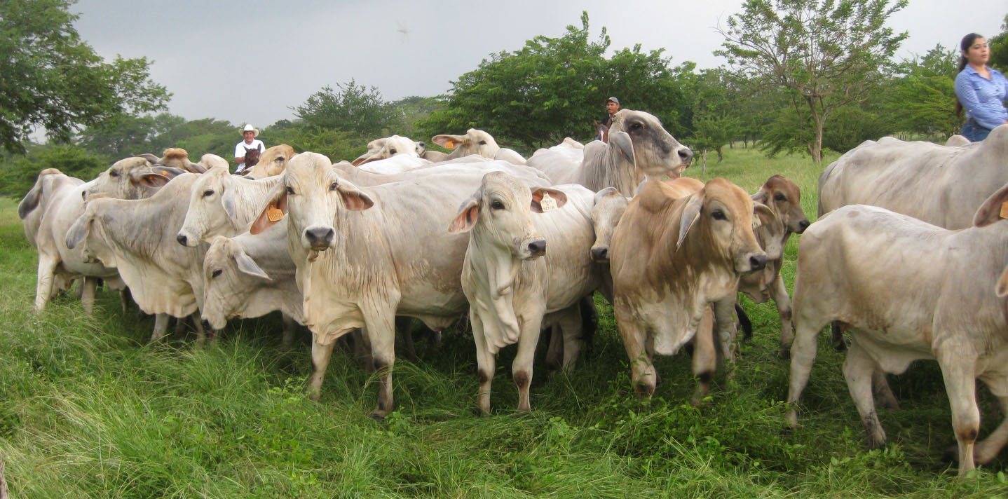 Trazabilidad de Ruminates