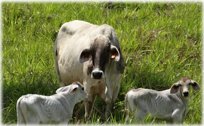 Organización Mundial de Sanidad Animal (OIE), ratifica estatus sanitario de Nicaragua - NOTICIAS Organización Mundial de Sanidad Animal (OIE), ratifica estatus sanitario de Nicaragua - NOTICIAS
